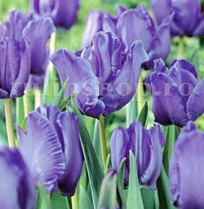 Bulbi Lalele Blue Parrot (Tulip); Marime bulb 11/12. Inaltime 40-50cm. Inflorire martie-apr. STOC EPUIZAT!
