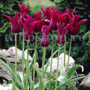 Bulbi Lalele Burgundy (Tulip); Marime bulb 11/12. Inaltime 50-60cm. Inflorire apr.-mai. STOC EPUIZAT!
