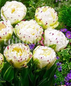 Bulbi Lalele Dance Line (Tulip); Marime bulb 11/12. Inaltime 40-50cm. Inflorire apr.-mai. STOC EPUIZAT!
