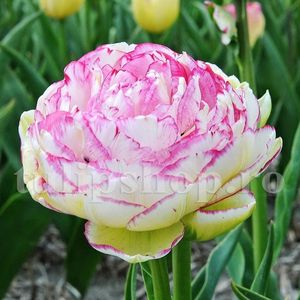 Bulbi Lalele Double Touch (Tulip); Marime bulb 11/12. Inaltime 40-50cm. Inflorire apr.-mai. STOC EPUIZAT!

