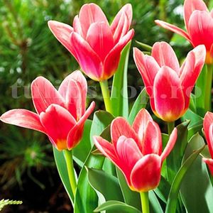 Bulbi Lalele Fashion (Tulip); Marime bulb 10/11. Inaltime 20-25cm. Inflorire apr.-mai. STOC EPUIZAT!
