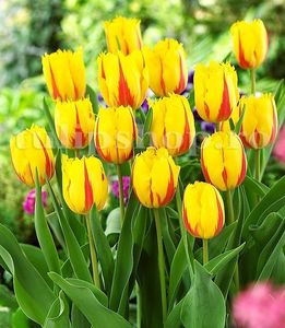 Bulbi Lalele Flamenco (Tulip); Marime bulb 11/12. Inaltime 40-50cm. Inflorire apr.-mai. STOC EPUIZAT!
