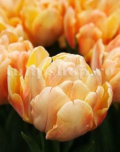 Bulbi Lalele Foxy Foxtrot (Tulip); Marime bulb 11/12. Inaltime 40-50cm. Inflorire apr.-mai. STOC EPUIZAT!
