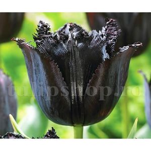 Bulbi Lalele Fringed Black (Tulip); Marime bulb 12/+. Inaltime 40-50cm. Inflorire apr.-mai. STOC EPUIZAT!

