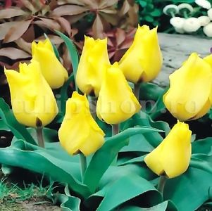 Bulbi Lalele Gold West (Tulip); Marime bulb 10/11. Inaltime 30-35cm. Inflorire apr.-mai. STOC EPUIZAT!
