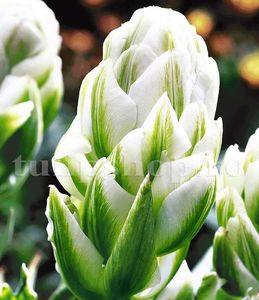 Bulbi Lalele Harbor Light (Tulip); Marime bulb 11/12. Inaltime 40-50cm. Inflorire apr.-mai. STOC EPUIZAT!
