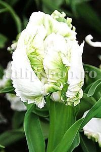 Bulbi Lalele Super Parrot (Tulip); Marime bulb 11/12. Inaltime 40-50cm. Inflorire apr.-mai. STOC EPUIZAT!
