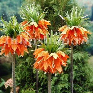 Bulbi Lalea Imperiala Aurora (Fritillaria); Marime bulb 20/24. Inaltime 60-80cm. Inflorire apr.-mai. STOC EPUIZAT!

