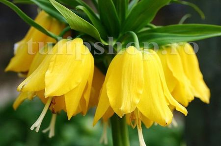Bulbi Lalea Imperiala Lutea (Fritillaria); Marime bulb 20/24. Inaltime 60-80cm. Inflorire apr.-mai. STOC EPUIZAT!
