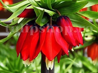 Bulbi Lalea Imperiala Rubra Maxima (Fritillaria); Marime bulb 20/24. Inaltime 60-80cm. Inflorire apr.-mai. STOC EPUIZAT!
