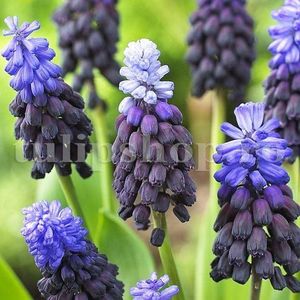 Bulbi Muscari Latifolium; Marime bulb 6/+. Inaltime 15-20cm. Inflorire martie-apr. STOC EPUIZAT!
