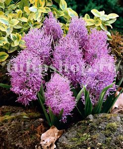 Bulbi Muscari Plumosum; Marime bulb 6/+. Inaltime 15-20cm. Inflorire martie-apr. STOC EPUIZAT!
