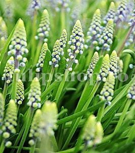 Bulbi Muscari Saffire; Marime bulb 7/8. Inaltime 15-20cm. Inflorire martie-apr. STOC EPUIZAT!
