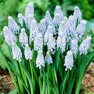 Bulbi Muscari Valerie Finish; Marime bulb 6/+. Inaltime 15-20cm. Inflorire martie-apr. STOC EPUIZAT!
