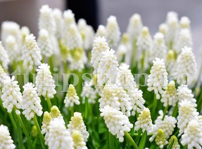 Bulbi Muscari White Magic; Marime bulb 6/+. Inaltime 15-20cm. Inflorire martie-apr. STOC EPUIZAT!
