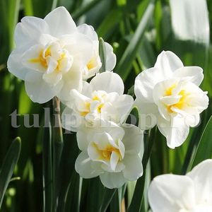 Bulbi Narcise Cheerfulness; Marime bulb 10/12. Inaltime 30-40cm. Inflorire martie-apr. STOC EPUIZAT!
