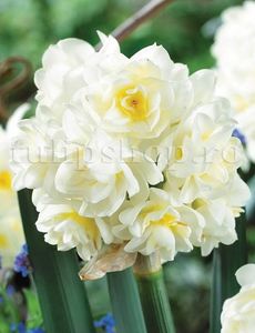 Bulbi Narcise Erlicheer; Marime bulb 12/14. Inaltime 30-40cm. Inflorire martie-apr. STOC EPUIZAT!
