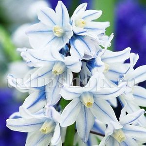 Bulbi Viorea Puschkinia; Marime bulb 6/+. Inaltime 15-20cm. Inflorire martie-apr. STOC EPUIZAT!
