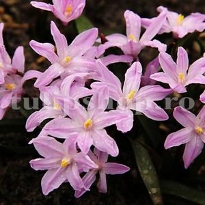 Bulbi Viorea Rose Queen (Chionodoxa); Marime bulb 5/+. Inaltime 15-20cm. Inflorire martie-apr. STOC EPUIZAT!
