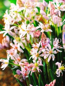Bulbi Viorea Rosea (Scilla); Marime bulb 6/+. Inaltime 20-30cm. Inflorire martie-apr. STOC EPUIZAT!
