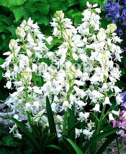 Bulbi Viorea Sibirica Alba (Scilla); Marime bulb 6/+. Inaltime 20-30cm. Inflorire martie-apr. STOC EPUIZAT!
