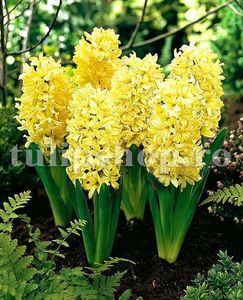 Bulbi Zambile City of Haarlem (Hyacinthus); Marime bulb 14/15. Inaltime 25-30cm. Inflorire apr.-mai. STOC EPUIZAT!
