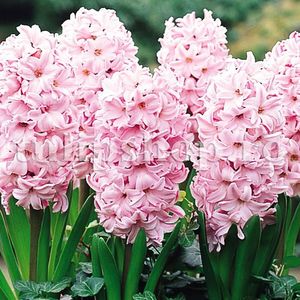 Bulbi Zambile Fondant (Hyacinthus); Marime bulb 14/15. Inaltime 25-30cm. Inflorire apr.-mai. STOC EPUIZAT!
