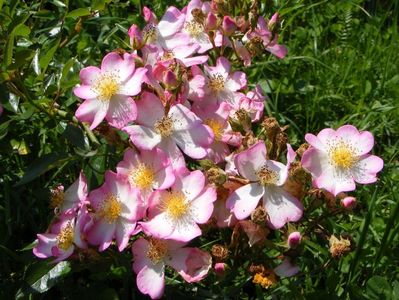 Robe Fleurie