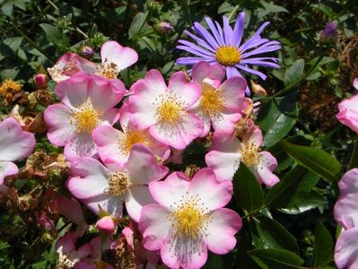 Robe Fleurie si Aster frikartii Monch