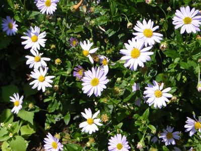 Kalimeris incisa Blue Star - splendid!