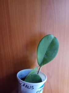 Hoya Australis