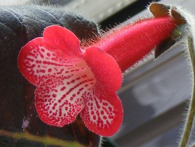 Kohleria Ruby