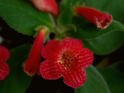 Kohleria Eriantha