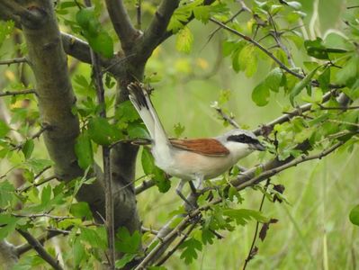 Sfrâncioc roșiatic (Lanius collurio)