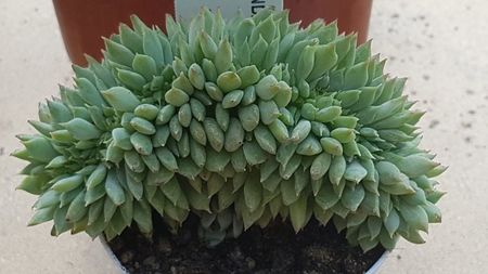 Echeveria secunda cristata