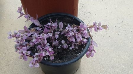 Callisia repens-o miniatura draguta