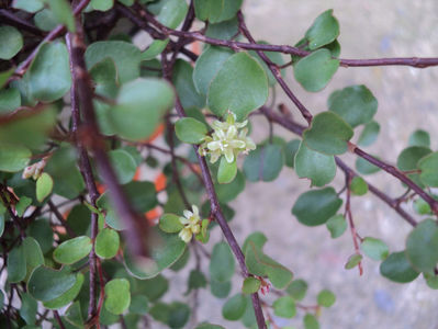 Muehlenbeckia - flori