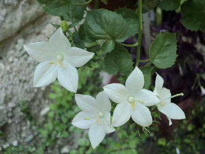 campanula isophylla
