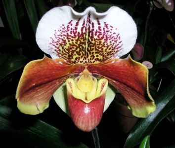 Paphiopedilum inflorit