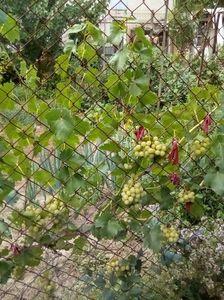 Vita de vie-FAVORIT; Prima productie la doi ani dupa plantare
