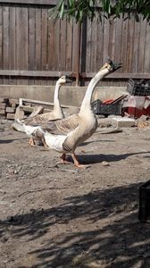 IMG-20180602-WA0009