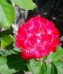 Nuovo_1_Photo8880