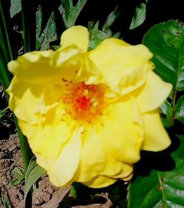 Nuovo_1_Photo8895