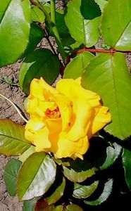 Nuovo_1_Photo8896
