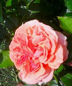 Nuovo_1_Photo8909