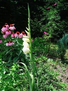 Nuovo_1_Photo8883
