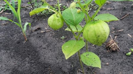 tomatillo