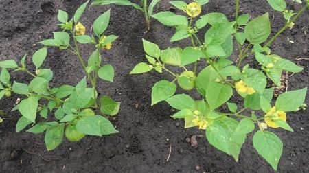 tomatillo