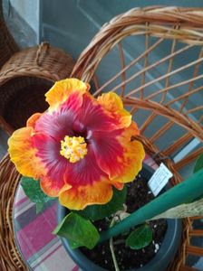 ; Moorea Sunset Star

