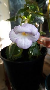 ...cel cu eticheta Sun Core...